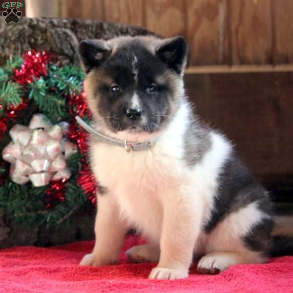 Kara, Akita Puppy