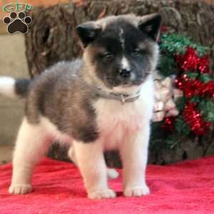 Kara, Akita Puppy