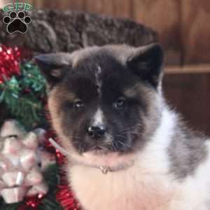 Kara, Akita Puppy