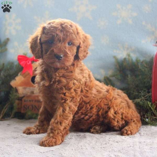 Kari, Cavapoo Puppy