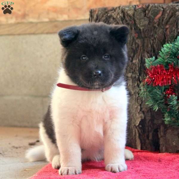 Kari, Akita Puppy