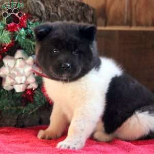 Kari, Akita Puppy