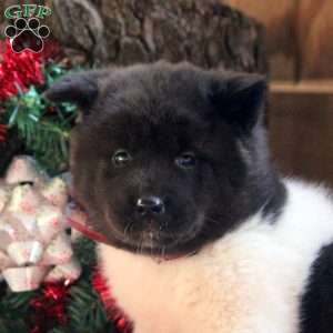 Kari, Akita Puppy