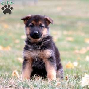 Kari, German Shepherd Puppy