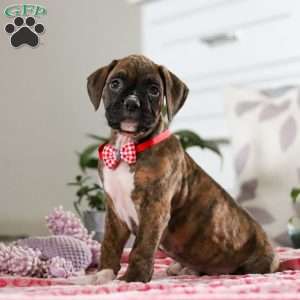 Karl, Boxer Puppy