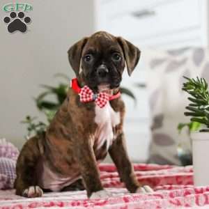 Karl, Boxer Puppy