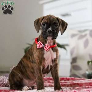 Karl, Boxer Puppy