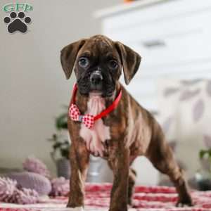 Karl, Boxer Puppy