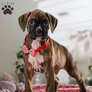 Karl, Boxer Puppy