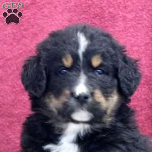 Karl, Bernedoodle Puppy