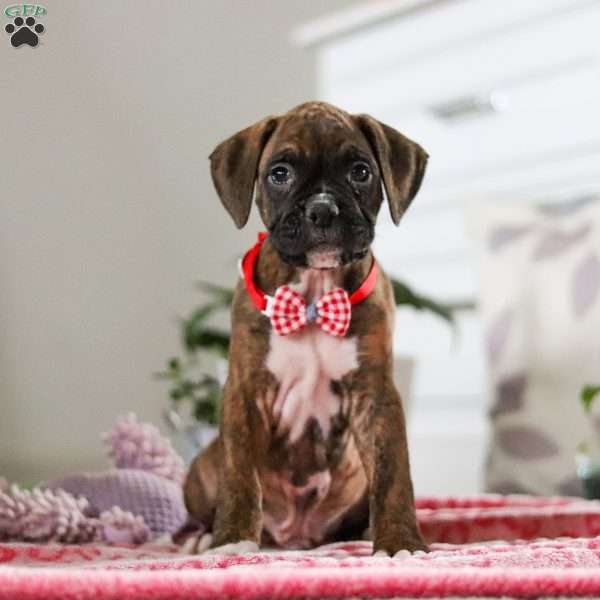 Karl, Boxer Puppy