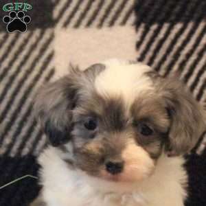 Karla, Havanese Puppy