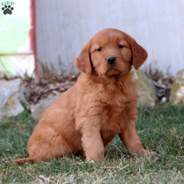 Karla, Golden Retriever Puppy