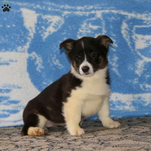 Karla, Pembroke Welsh Corgi Puppy