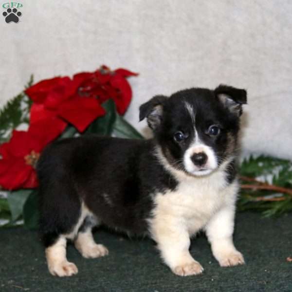 Karla, Pembroke Welsh Corgi Puppy