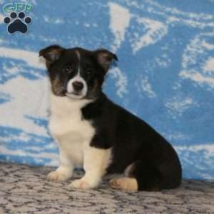 Karla, Pembroke Welsh Corgi Puppy