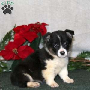 Karla, Pembroke Welsh Corgi Puppy