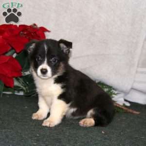 Karla, Pembroke Welsh Corgi Puppy