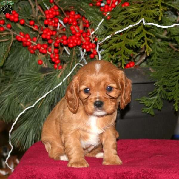 Karly, Cavalier King Charles Spaniel Puppy