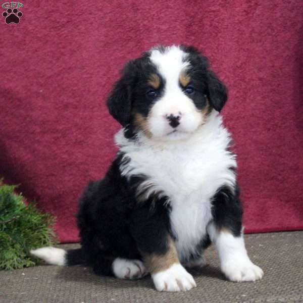 Karson, Bernedoodle Puppy