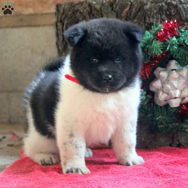 Karson, Akita Puppy