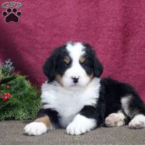 Karson, Bernedoodle Puppy