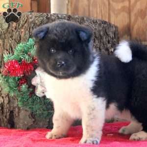 Karson, Akita Puppy