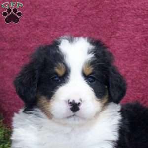 Karson, Bernedoodle Puppy