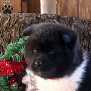 Karson, Akita Puppy