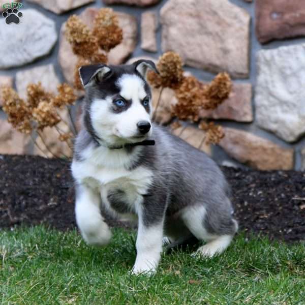 Karson, Pomsky Puppy