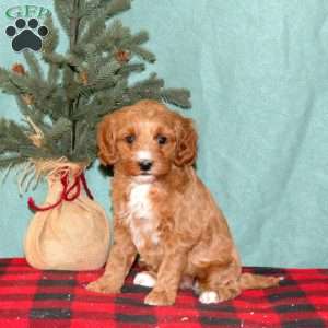 Kassidy, Mini Goldendoodle Puppy