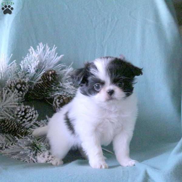 Kassie, Japanese Chin Puppy