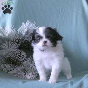 Kassie, Japanese Chin Puppy