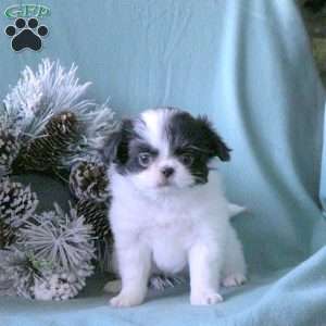 Kassie, Japanese Chin Puppy