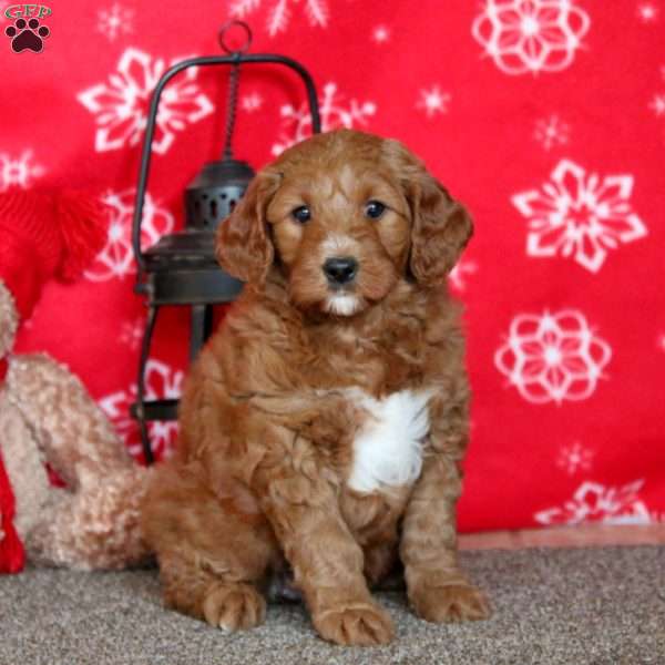 Kassie, Labradoodle Puppy