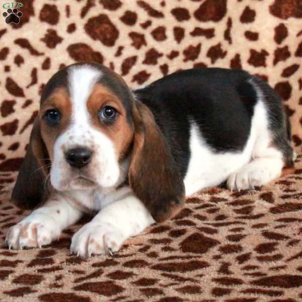 Kat, Basset Hound Puppy