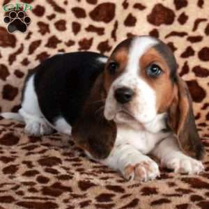 Kat, Basset Hound Puppy