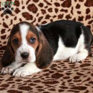 Kat, Basset Hound Puppy