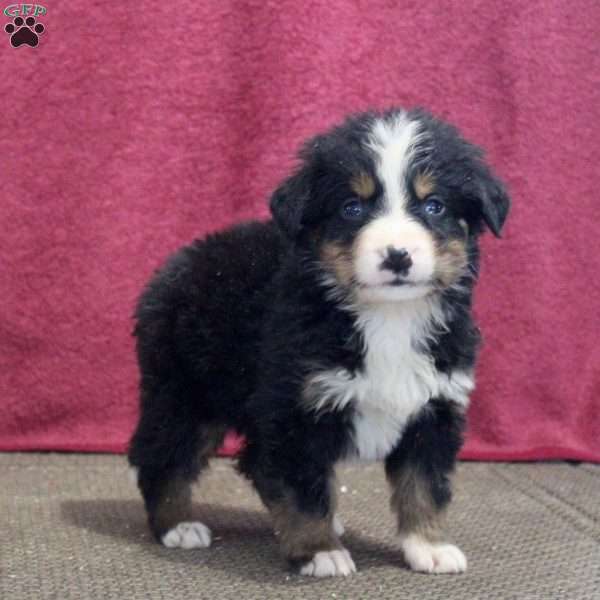 Kate, Bernedoodle Puppy