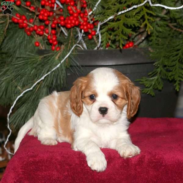 Kate, Cavalier King Charles Spaniel Puppy