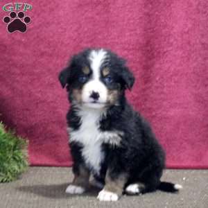 Kate, Bernedoodle Puppy