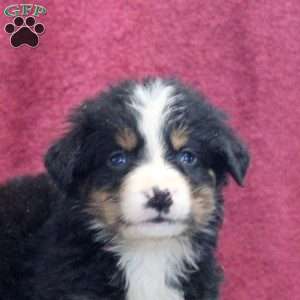 Kate, Bernedoodle Puppy