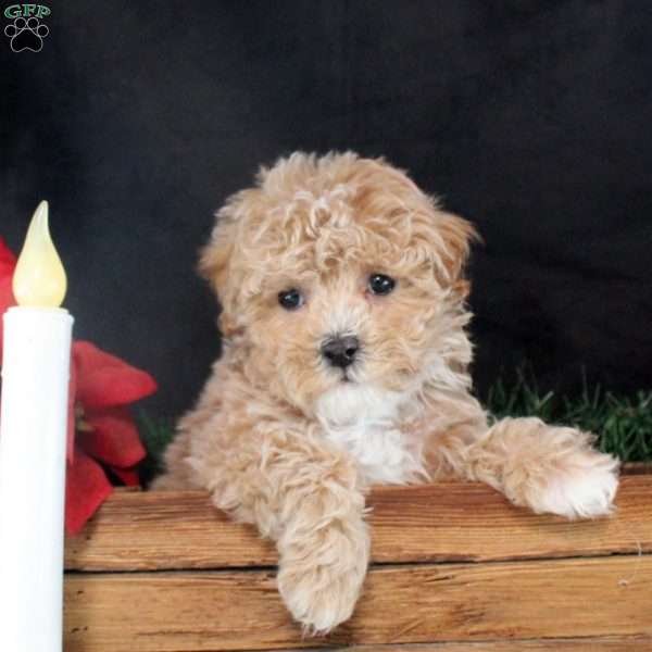 Katrina, Maltipoo Puppy