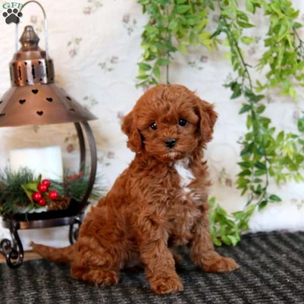 Katrina, Cavapoo Puppy