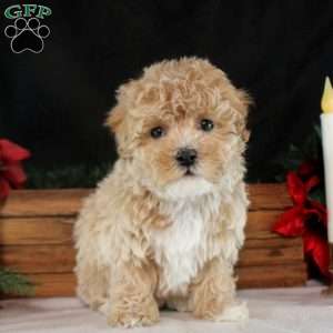 Katrina, Maltipoo Puppy