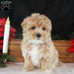 Katrina, Maltipoo Puppy