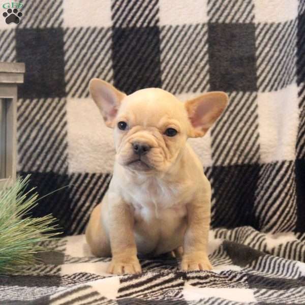 Kayden, Frenchton Puppy