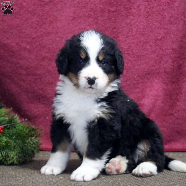 Kayden, Bernedoodle Puppy