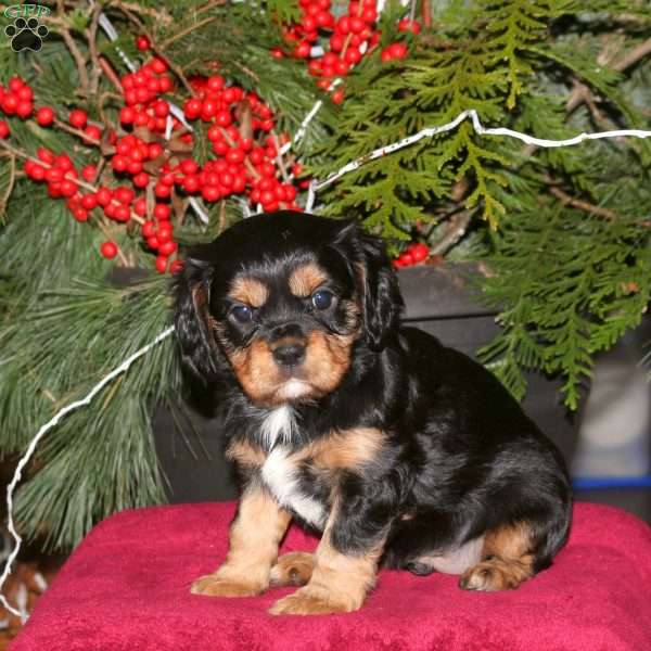 Kayla, Cavalier King Charles Spaniel Puppy