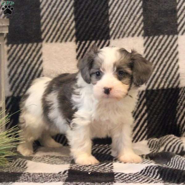 Kayla, Havanese Puppy